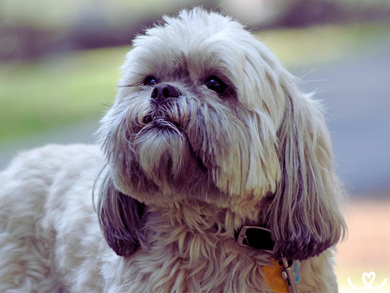 Psi-plemeno-lhasa-apso (3)